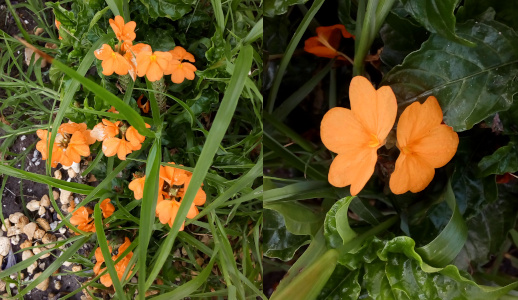 [Two photos spliced together. On the left is a view of the entire plant with its clumps of orange flowers. On the right is a close view of two blooms. The two blooms are like mirror images of each other. The petals seem to only be on three sides with a flat section of each bloom which is near the flat section of the other bloom. It's as if they are two sections of the same flower, but they definitely are growing separately. ]